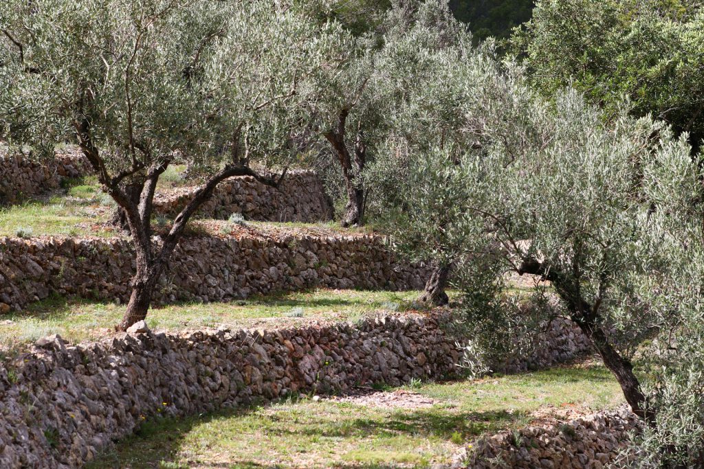 Century old terraces